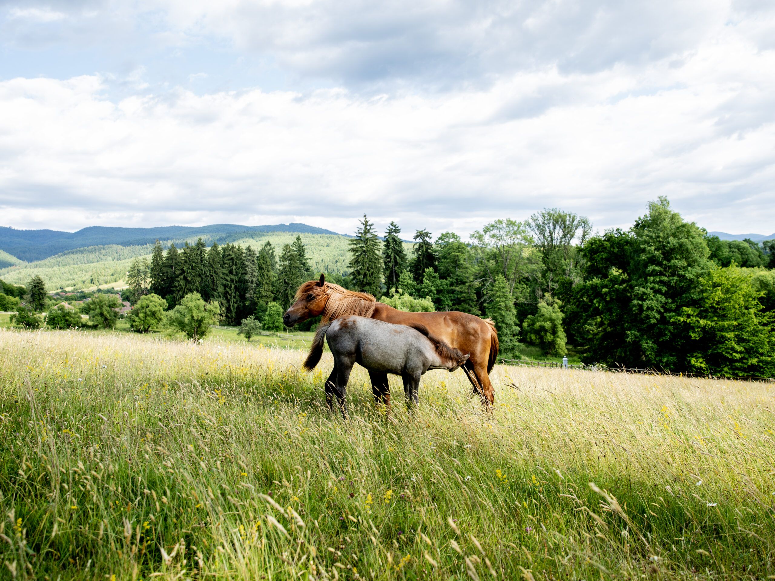 The two horses Sári and Habib in beautiful landscape in Transylvania, Romania 2022