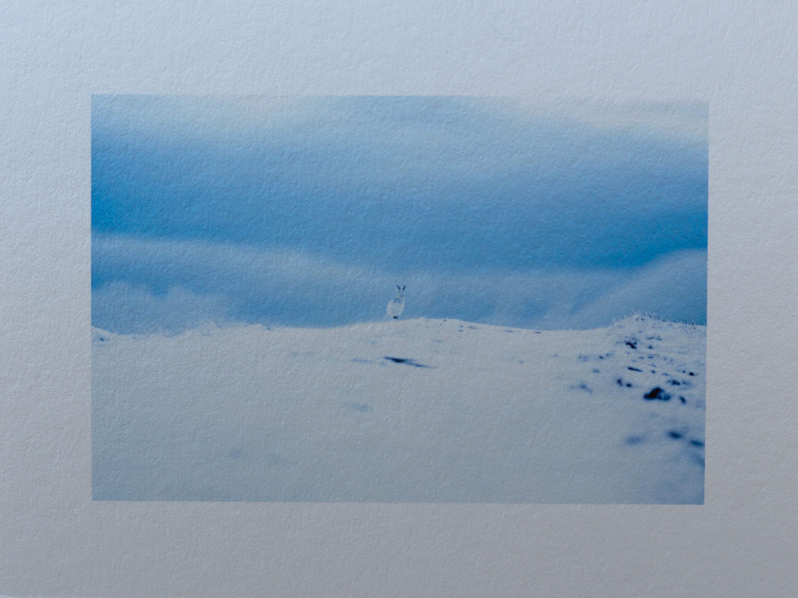 Schneehase am Horizont. Fine Art Print. Schottland.